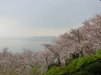 赤穂東御崎公園_桜