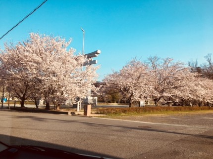 桜_開花